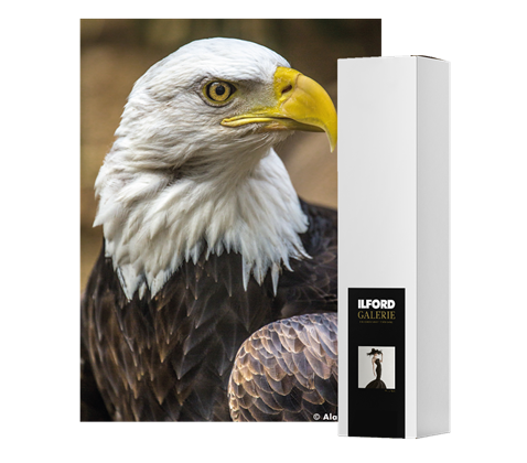 ILFORD GALERIE Smooth Cotton Sonora 320 (GSCS)