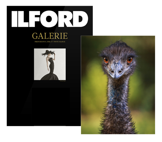 ILFORD GALERIE Textured Cotton Sprite 280 (GTCSJ)