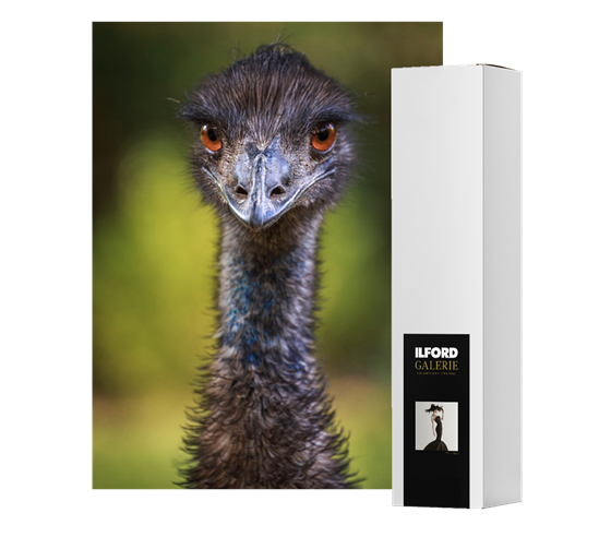 ILFORD GALERIE Textured Cotton Sprite 280 (GTCSJ)