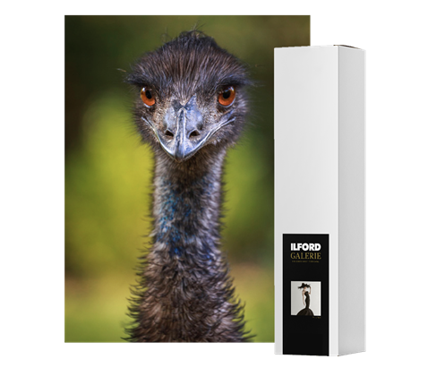 ILFORD GALERIE Textured Cotton Sprite 280 (GTCSJ)